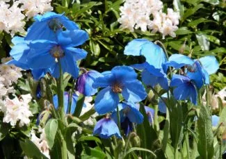 Un bello campo de amapolas azules a la luz del sola de la mañana