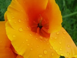 Las gostas de rocio bañan los petados de la amapola de california