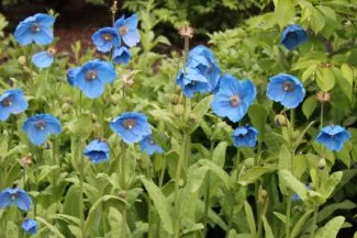 Un grupo de flores azules luciendo el campo