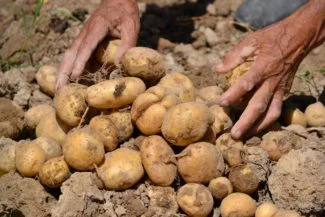 Último paso: Recoger las patatas del suelo