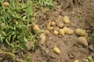 La tierra removida para recogerlas fácilmente