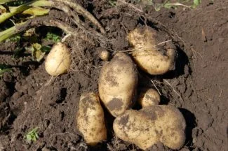 Patata Agria en la planta