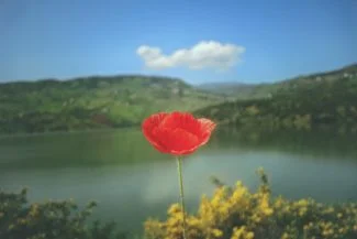 Flor perdida en la montaña frente al lago