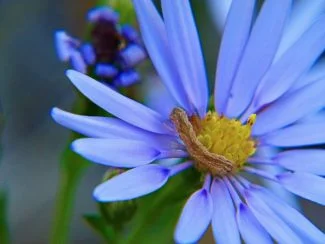Felicia Amelloides con un gusano