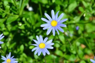 Felicia Amelloides al sol