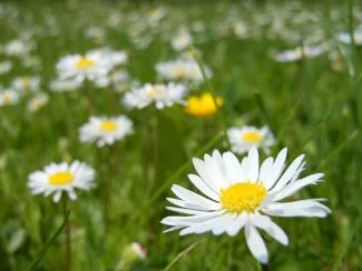Un campo lleno de margaritas embelleciendo la naturaleza