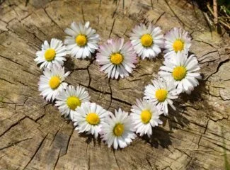 Flores de margarita puestas en formas de corazón