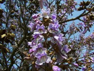 La variedad emperador tiene unas flores más oscuras