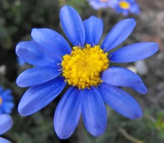 Felicia Amelloides