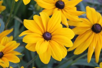 Un campo de rudbeckia