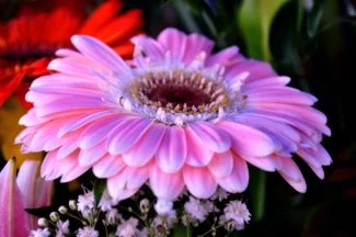 Una flor de triple pétalo enorme y vistosa