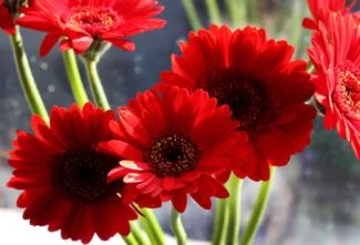 Un grupo de flores rojas a plena sol