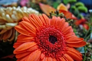 Color naranja y con unos pétalos muy densos