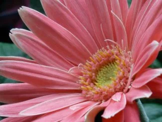 Gerbera