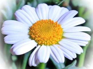 Un primer plano donde se ve la belleza de la flor