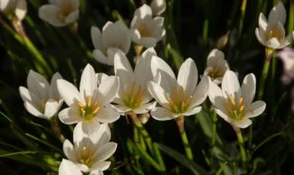 Esta variedad de Lirio tiene una densidad floral muy alta