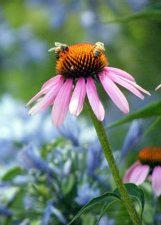 Una variedad rosa atrayendo maravillosos insectos