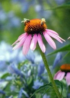 Una variedad rosa atrayendo maravillosos insectos