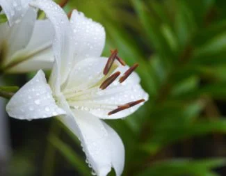 Una variedad blanca expuesta al agua de lluvia