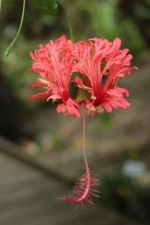 Hibiscus schizopetalus Foto de Björn S., CC BY-SA 3.0, Wikipedia