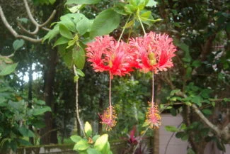 Schizopetalus