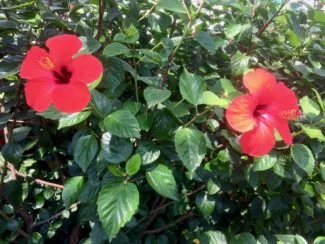 Una variedad de Hibiscus Resistentes