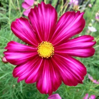 Cosmos