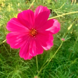 Otra variedad de Cosmos lisa y de grandes pétalos