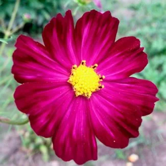El color granate le da una estampa más señorial