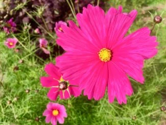 Cosmos De color fucsia brillante
