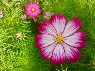 Varios cosmos de diferente tipo conviviendo
