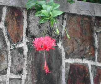 Hibiscus schizopetalus en flor