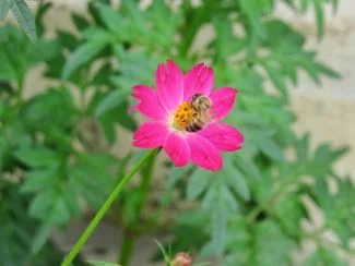 Como todas las variedades de cosmos atrae muy bien a los insectos polinizadores