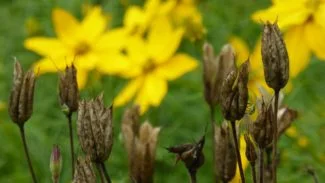 Las flores secas de donde saldrán las futuras semilla