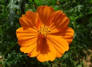 La flor cosmos azufre dependiendo del ángulo de la flor puede llegar a parecer el pelaje de un león