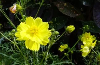 Existen variedades de colores y tonos diferentes pero predominan el naranja y el amarillo