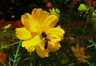 Los insectos se sienten atraídos por su aroma fuerte, su polen debe ser un buen manjar