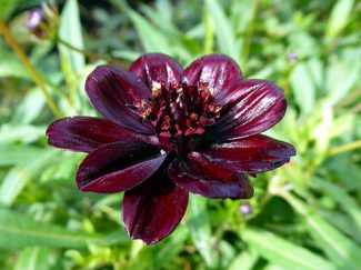 Cosmos Chocolate: La fragante flor que chocolatea tu jardín
