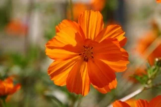 Algunas veces son llamadas flores de otoño porque resisten hasta principios de invierno y el color se asemeja a las hojas caídas