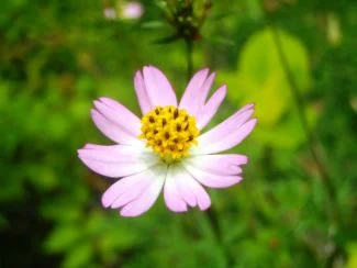 Ulam Raja de color rosa pálido