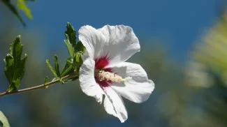 Moscheutos
