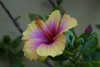 Una variedad de varios tonos, rara y bonita