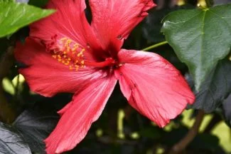 Hibiscus Estrella Roja