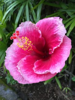 Una variedad de hibiscus tropical con pétalos en rosa en espiral