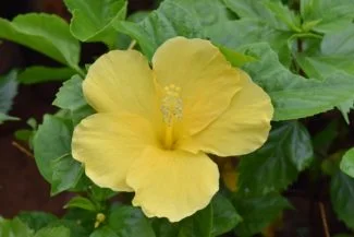 Aunque la variedad más común es roja, también existen otros colores como el amarillo