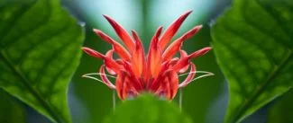 Flor de Hibiscus Schizopetalus