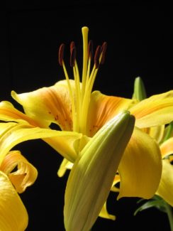 ⚜ Lirio Asiático Amarillo: La flor con forma de pequeña abeja