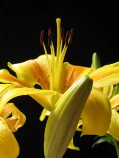 Los estambres de la variedad Tiny Bee son muy grandes recordando a las patas de las abejas