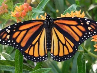 Mariposa Monarca