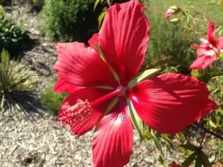 Hibiscus Estrella de Texa